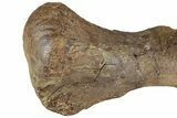 Triceratops Metatarsal with Metal Base - Wyoming #228175-2